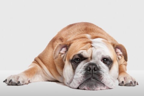 Obstipação – Canina