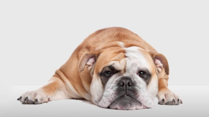 Obstipação – Canina