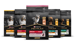 Nutrição canina de manutenção