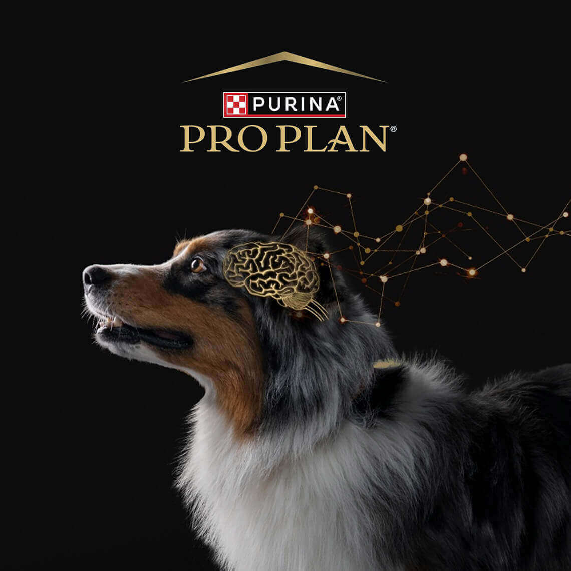Escala de Avaliação Cognitiva Canina