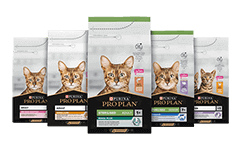 Nutrição felina de manutenção