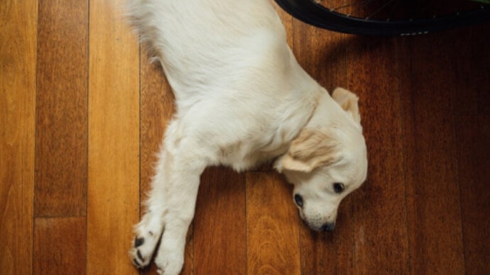 Pancreatite – Canina