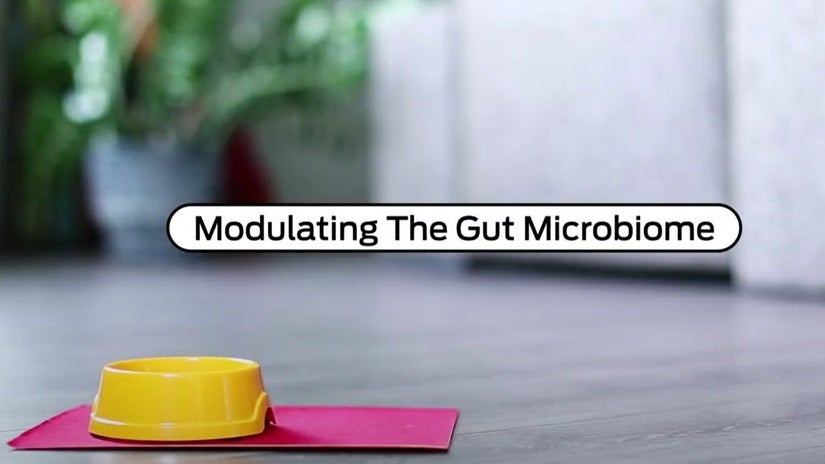 Modulação da Microbiota Intestinal