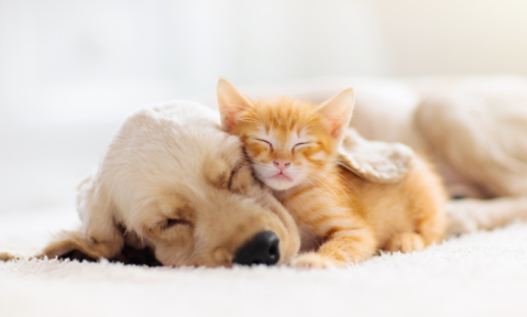 Diferenças metabolicas entre os cães de portes diferentes  Middleton, et al. 2017