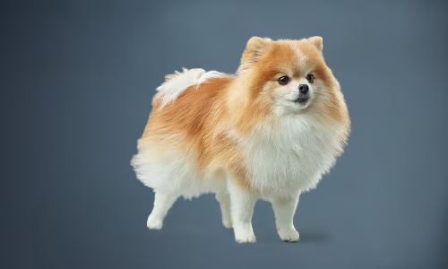 Porquê escolher um alimento para cão de porte pequeno