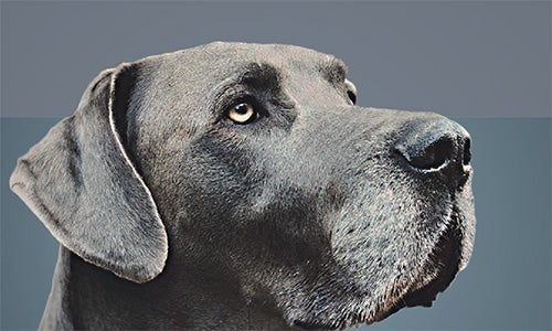 Triglicéridos de Cadeia Média nos alimentos para animais de companhia