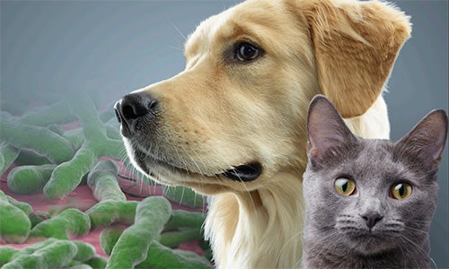 Mais do que uma refeição: Aplicando a Ciência do Microbioma da Purina na Prática