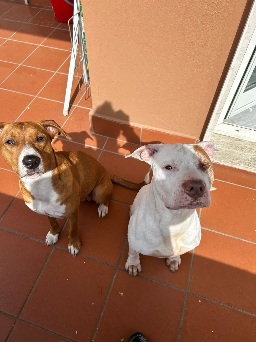 Dois cães sentados ao sol em piso de cerâmica