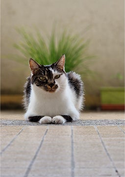 Gato sentado no chão em ambiente externo
