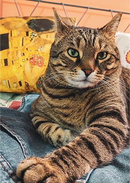 Gato deitado em almofada dentro de casa