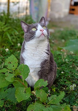 Gato sentado na grama olhando para cima