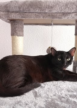 Gato preto deitado em arranhador