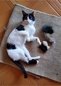 Gato deitado em tapete com brinquedos