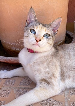 Gato claro deitado no chão ao ar livre