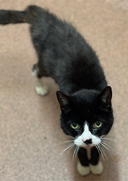 Gato preto e branco olhando para cima