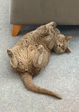 Gato deitado de costas no tapete