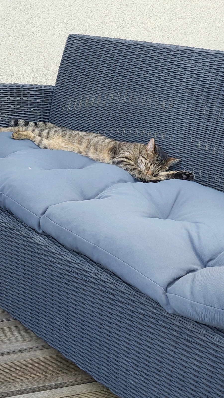Gato dormindo esticado em sofá de jardim