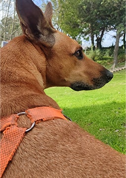 Cachorro usando peitoral laranja em parque