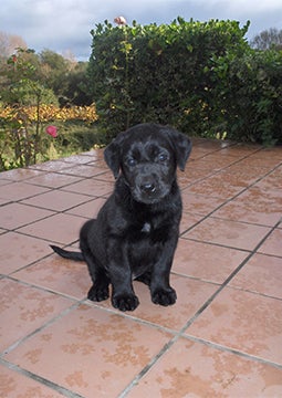 Filhote de cachorro sentado em piso molhado