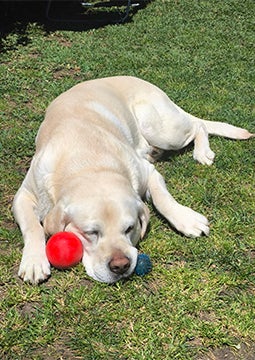 Cachorro deitado na grama com brinquedos coloridos