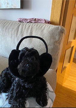Cachorro pequeno deitado no sofá usando protetores de ouvido