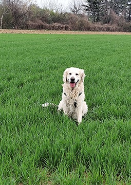 Cachorro sentado na grama verde ao ar livre