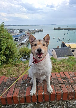 Cachorro sentado em muro com vista para o porto