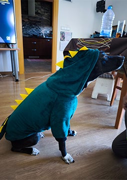 Cachorro usando fantasia de dinossauro dentro de casa