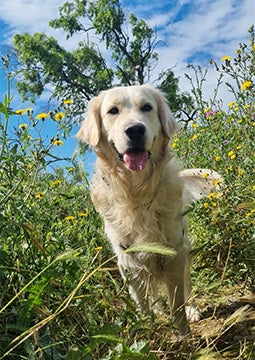 Cachorro correndo entre flores e grama