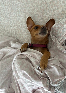 Cachorro pequeno deitado na cama sob cobertor