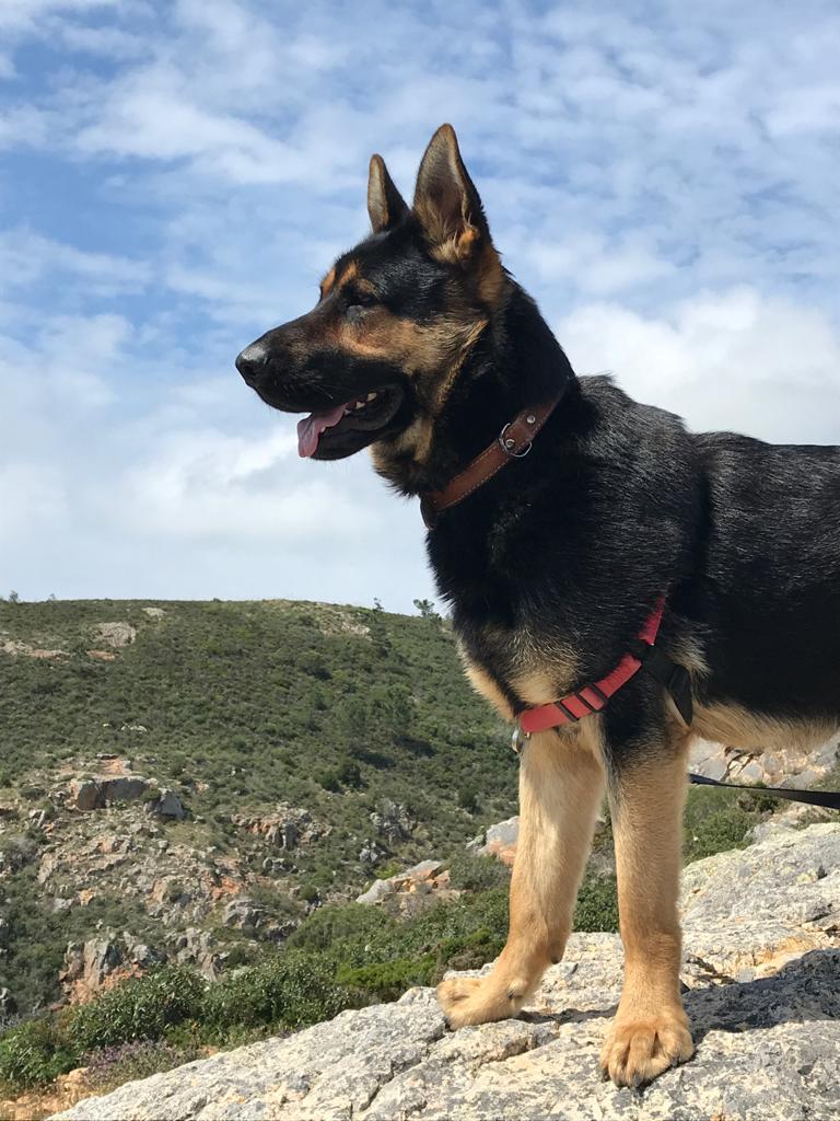 Cachorro em pé sobre rocha em paisagem natural