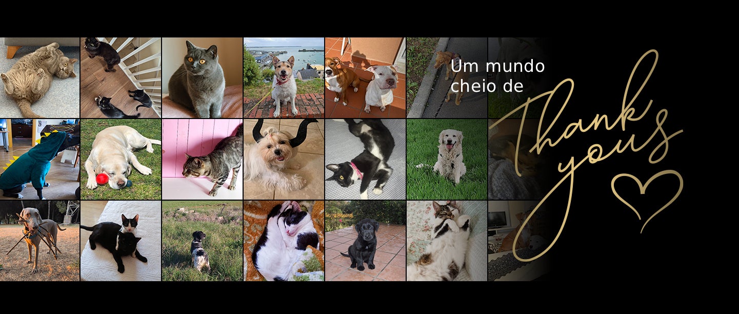 Obrigado