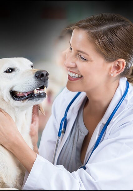 Profissional veterinário examinando um cachorro em clínica