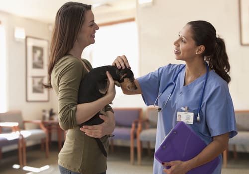 Veterinário conversando com cliente enquanto segura um cachorro pequeno