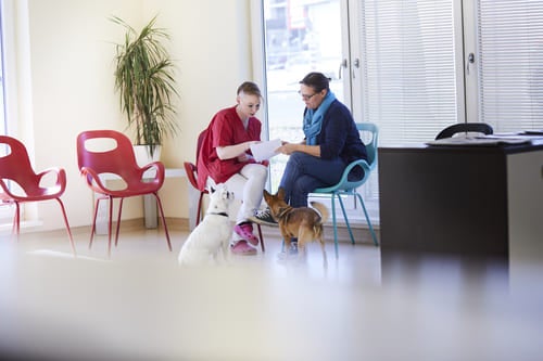 Veterinário e cliente analisando documentos enquanto dois cães aguardam na clínica