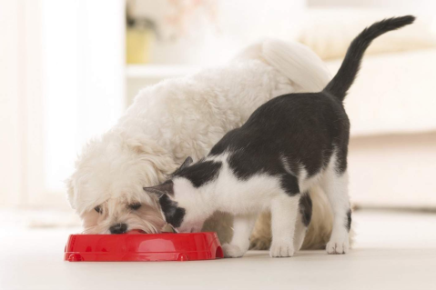 Cachorro e gato comendo juntos de uma tigela vermelha em casa