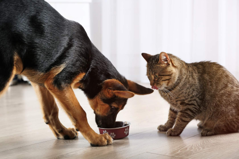 Cachorro comendo de uma tigela enquanto um gato observa ao lado