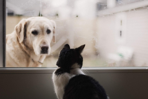 Gato sentado dentro de casa olhando para um cachorro do lado de fora pela janela