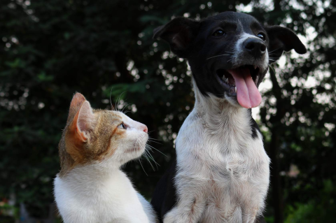 Cachorro e gato sentados ao ar livre, olhando em direções diferentes