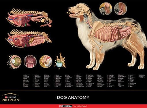 Poster cão: anatomia​