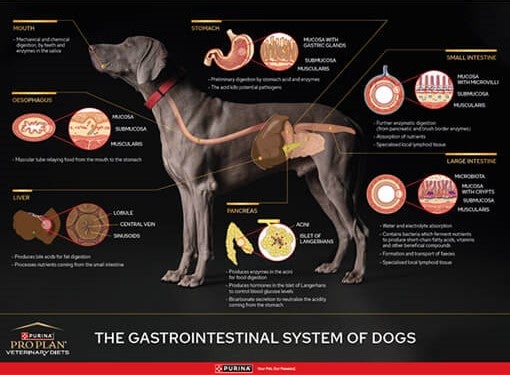 Poster cão: sistema gastrointestinal​