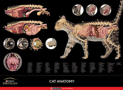 Poster gato:  anatomia​