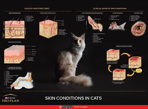 Poster de gato: dermatologia