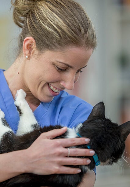 Veterinário em uniforme azul segurando e acariciando um gato preto e branco
