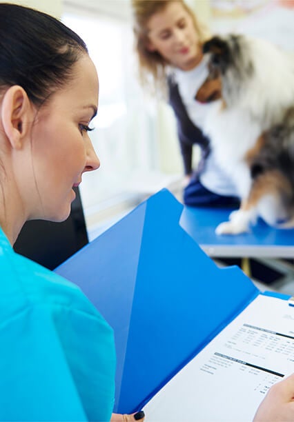 Veterinário revisando documentos enquanto examina um cão na mesa