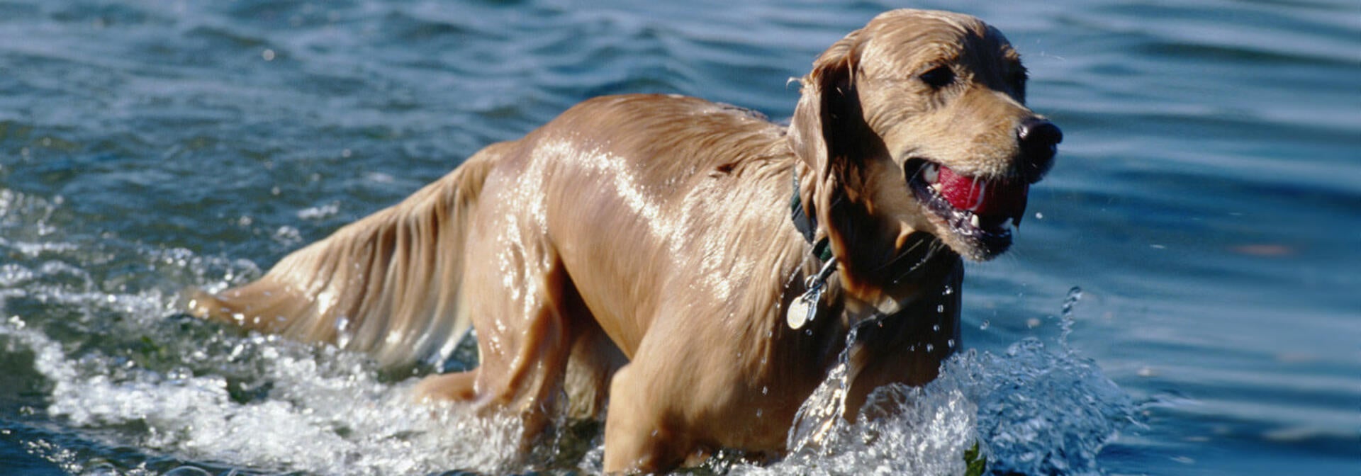 Nutrient-enriched water for faster pulse rate recovery and cooler body and brain temperature after exercise