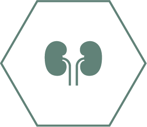 Promove rins saudáveis graças a uma combinação especial de nutrientes que inclui antioxidantes, arginina e ácidos gordos 