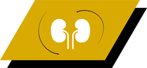 Com arginina, antioxidantes e ácidos gordos ómega 3 para promover rins saudáveis