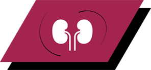 Com arginina, antioxidantes e ácidos gordos ómega 3 para promover rins saudáveis