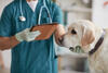 Veterinário examinando um cão e anotando informações em um tablet